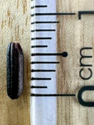 Black Glutinous Rice (Nếp Than) · Grain beside a ruler