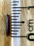 ST Tím · Grain detail / measurement