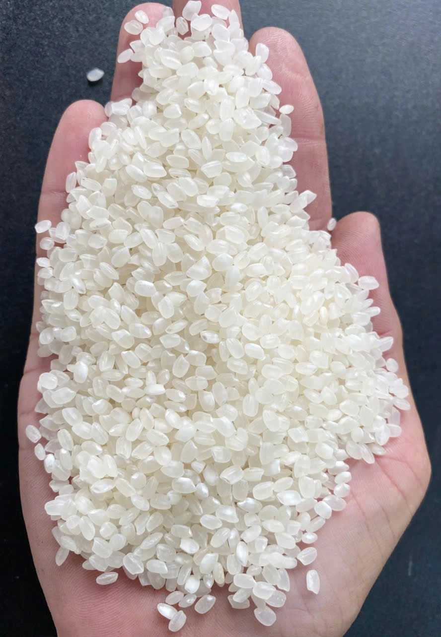 Short-grain rice sample in hand