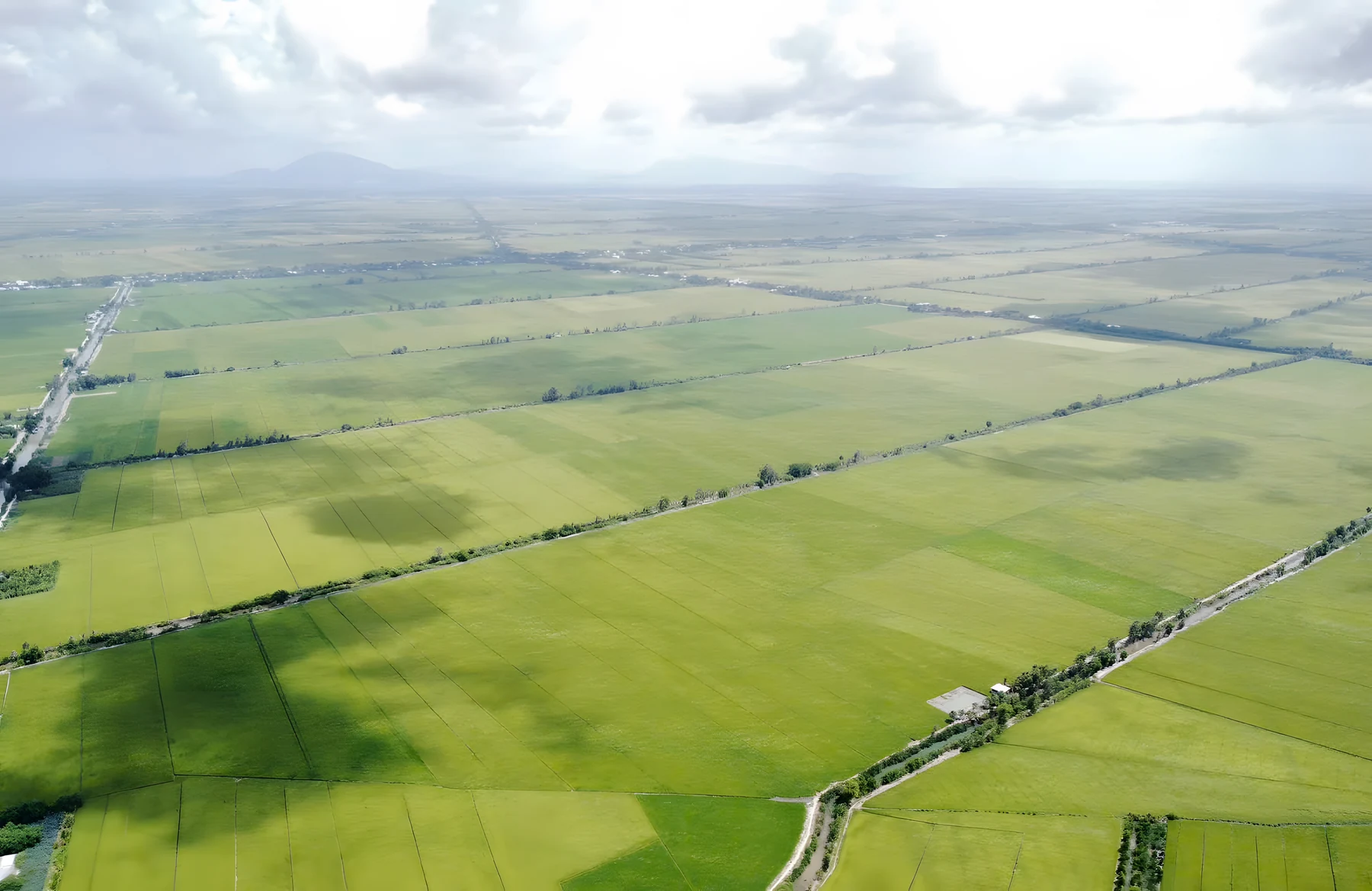Rice-growing landscape from the supplied photo archive. Crop context should be confirmed in the actual offer.