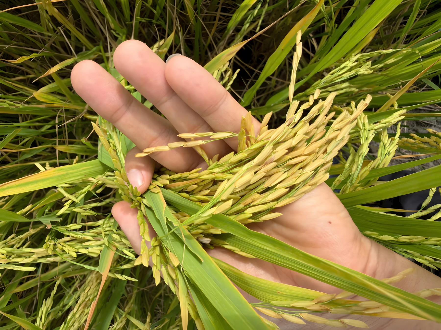Paddy — Vũ Phong Phú supplied image