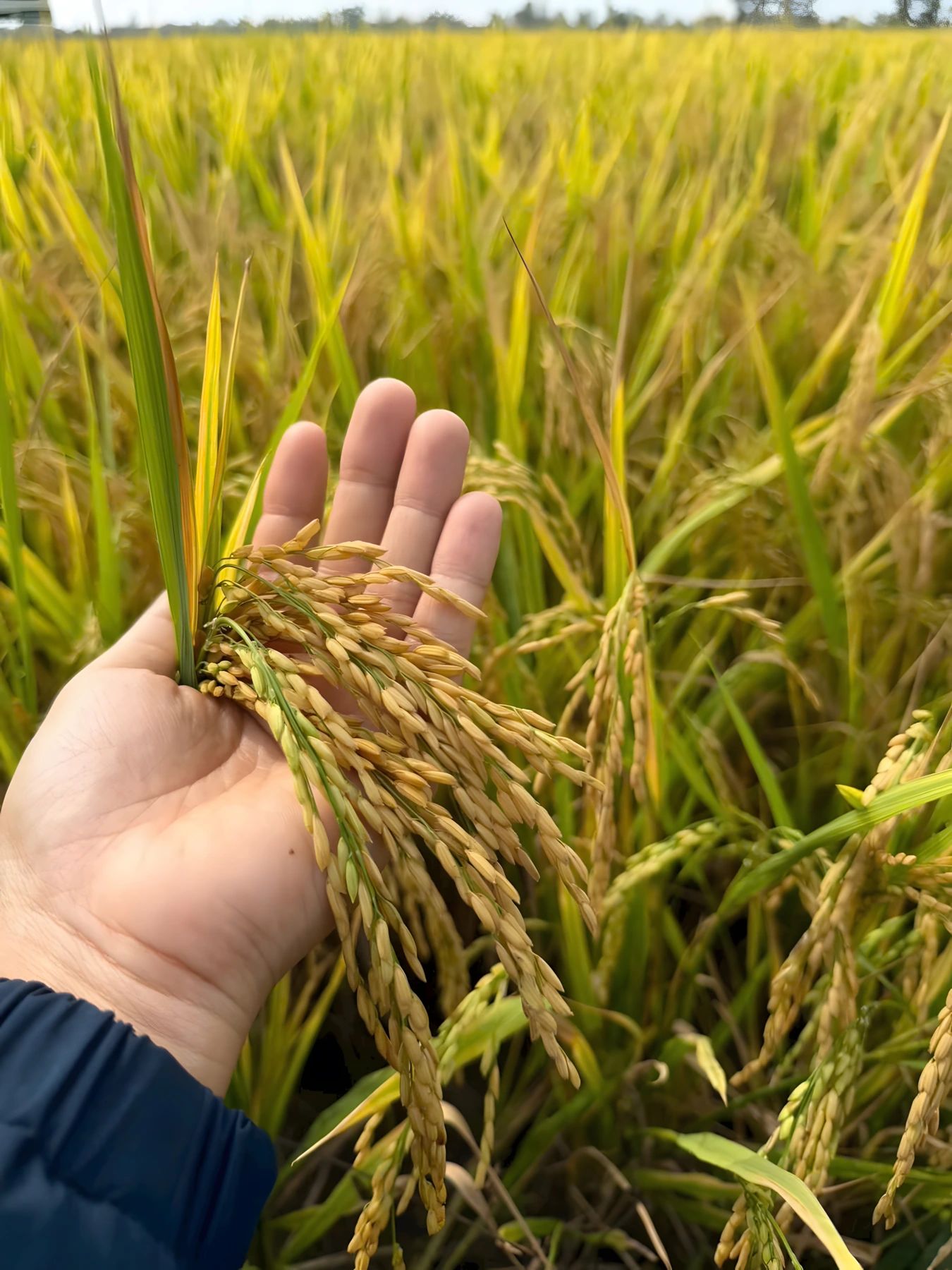 Paddy sample observed in the field