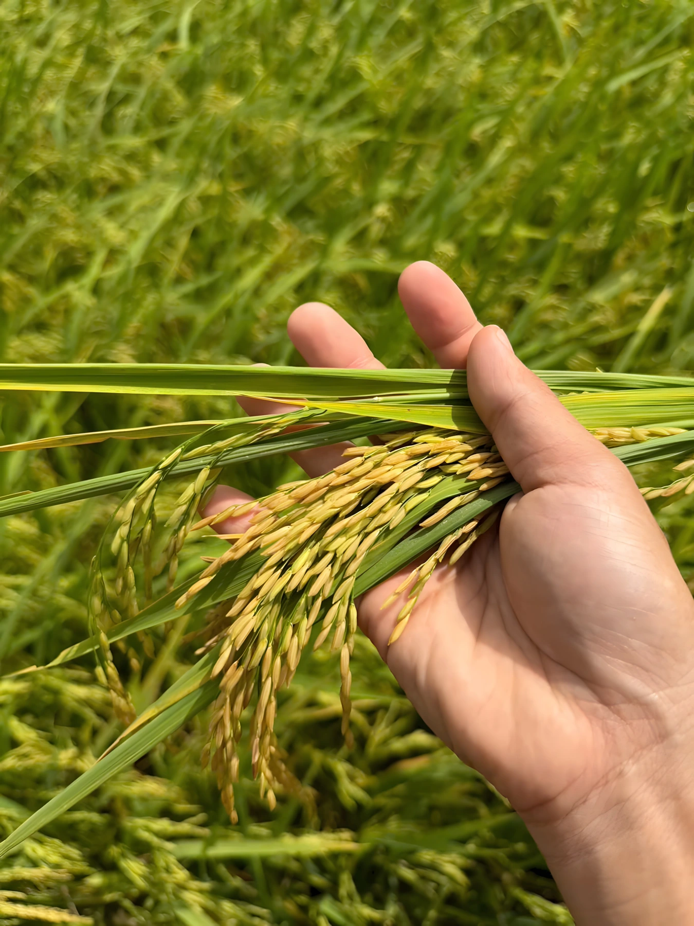 Paddy sample evaluation in the field