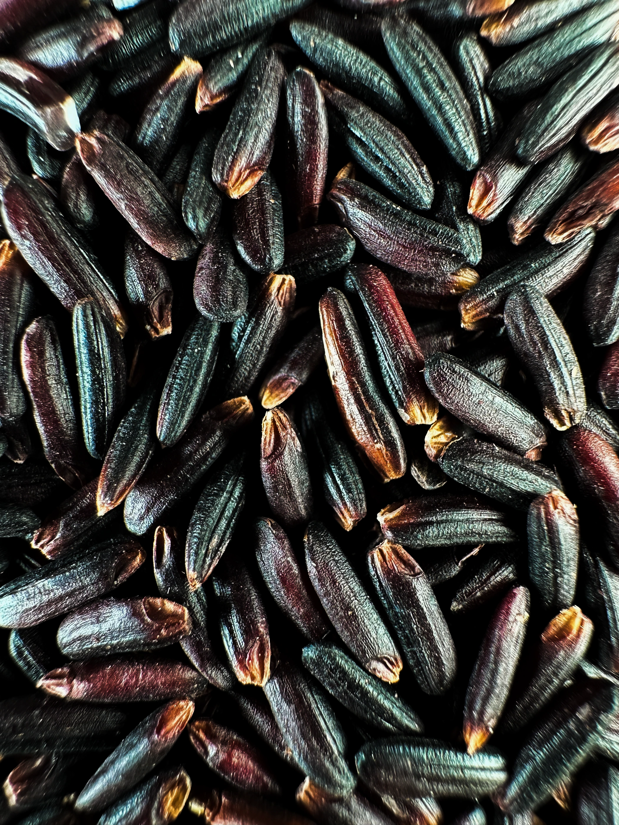 Black Glutinous Rice (Nếp Than) · Grain close-up