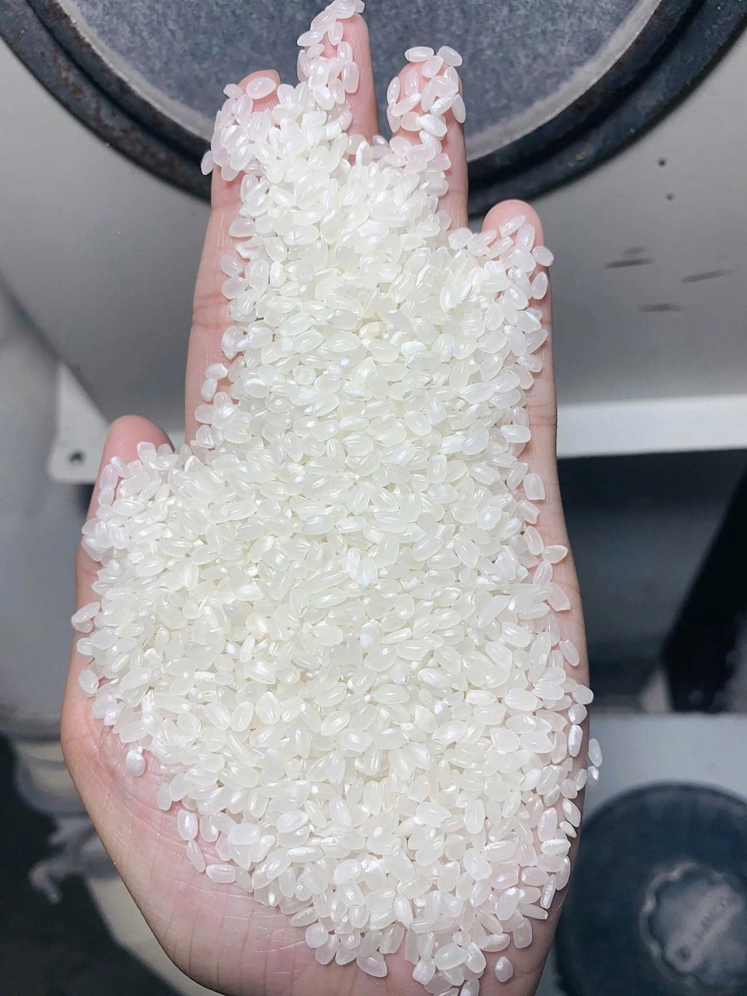 Japonica sample in hand